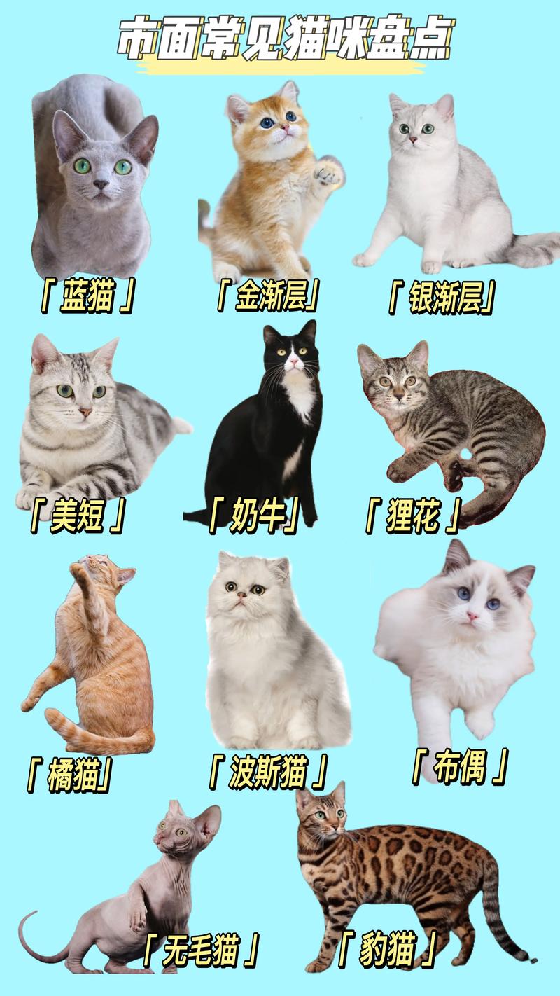 容易养的猫_温顺互动佳,适合你的才是好伙伴 容易养的猫_温顺互动佳,适合你的才是好伙伴