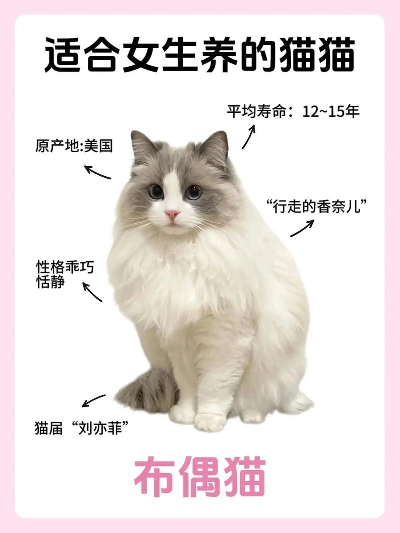 什么猫适合新手女生养_新手女生养猫，选温顺品种好，如英短异短布偶等，注意健康和照顾