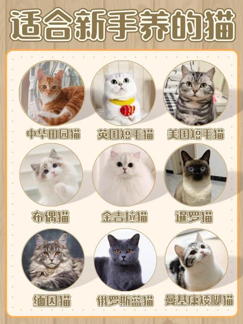 什么猫适合新手女生养_新手女生养猫，选温顺品种好，如英短异短布偶等，注意健康和照顾