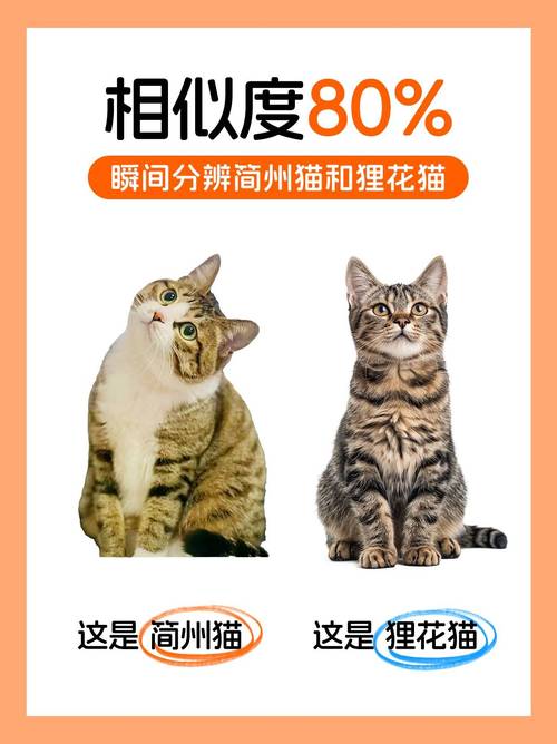 简州猫认主后会走掉吗_四川特色猫种,忠诚易养,新手友好 简州猫认主后会走掉吗_四川特色猫种,忠诚易养,新手友好