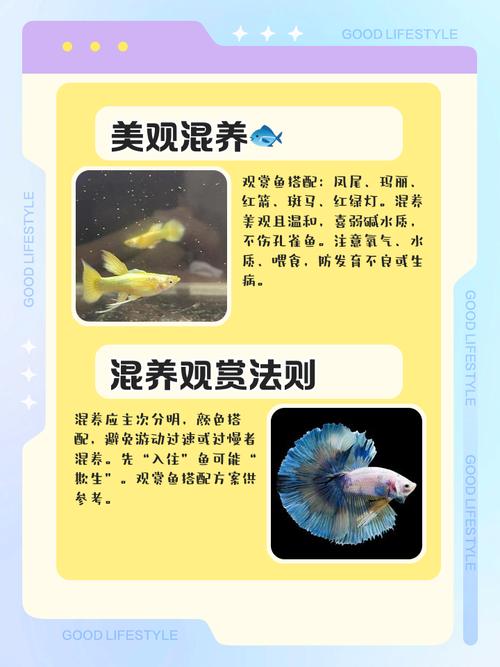 孔雀鱼怎么养及喂养技巧_新手养好艳丽孔雀鱼，掌握技巧轻松又治愈！
