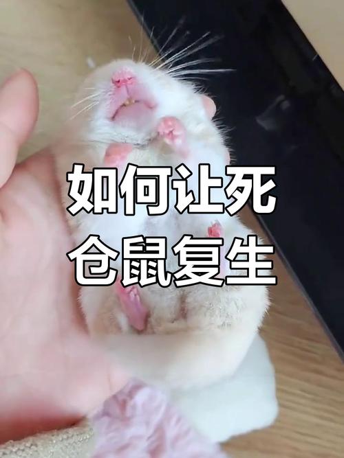 仓鼠快死的七种表现和征兆_仓鼠病了？快看这些危险信号！