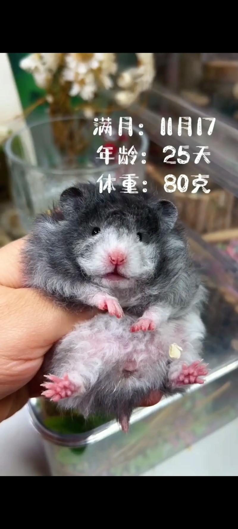 火车上可以带仓鼠吗_火车托运仓鼠需办健康证,提前准备,偷偷带风险高 火车上可以带仓鼠吗_火车托运仓鼠需办健康证,提前准备,偷偷带风险高