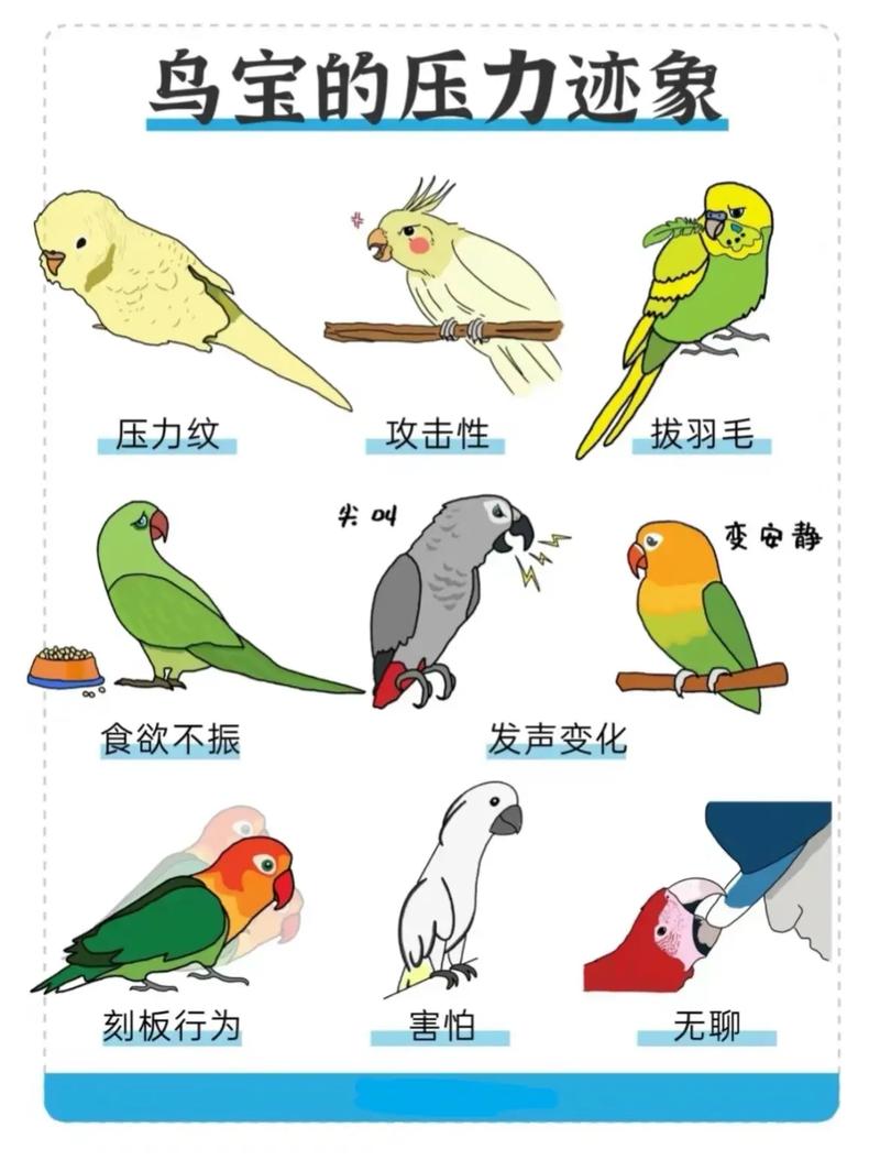 鹦鹉社会化历史_从古至今的宠物情缘 鹦鹉社会化历史_从古至今的宠物情缘