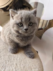 小蓝猫喜欢主人的表现_小蓝猫黏人亲昵，是你的爱猫伴侣