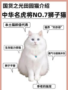 中国本土家猫品种_狸花临清狮猫简州猫等特色品种介绍