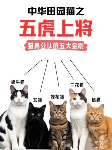 中国本土的八大名猫_十大品种介绍
