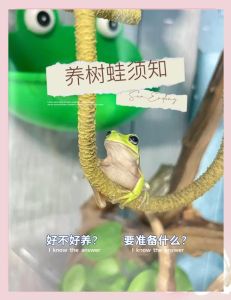 树蛙好养吗_养树蛙不难？控温控湿喂虫子，新手看过来！