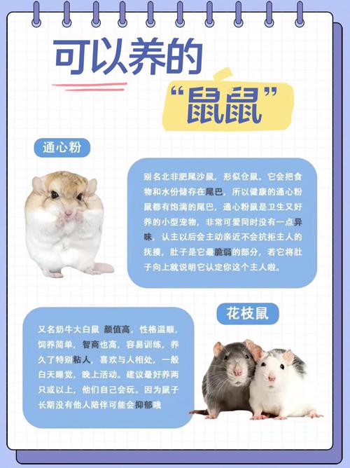 养宠物鼠好选择,仓鼠豚鼠龙猫花枝鼠,各有特点 养宠物鼠好选择,仓鼠豚鼠龙猫花枝鼠,各有特点