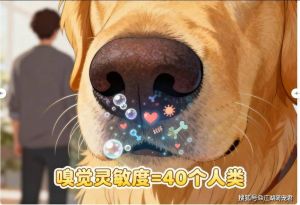时隔一年狗狗还会记得主人吗_狗狗超想你！认出你的方式超多，感情记在心里