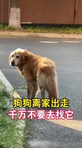 狗来了送走好不好_狗狗忠诚但送走太残忍，别轻易抛弃