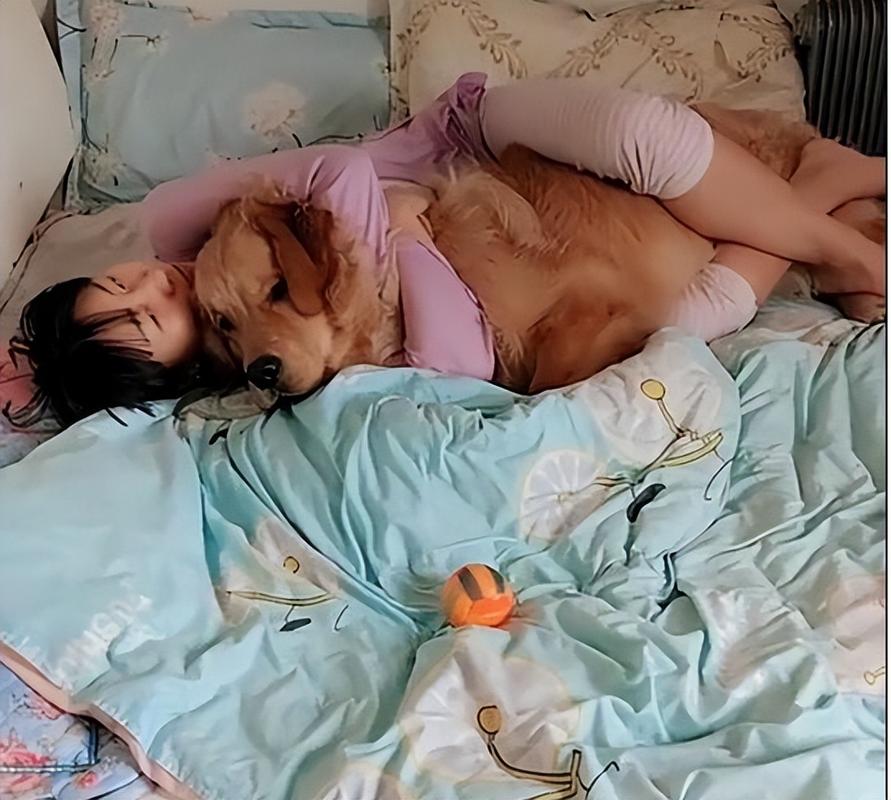 为什么金毛喜欢躲在床底_金毛犬钻床底正常吗?安全又舒适的小窝 为什么金毛喜欢躲在床底_金毛犬钻床底正常吗?安全又舒适的小窝