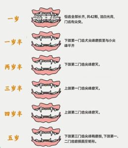幼犬磨牙期是几个月_啃咬怎么办？