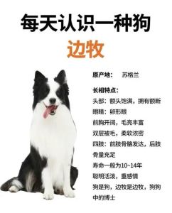 边牧刚到家要注意什么_别喂错食，小狗肠胃弱，做好这些保健康