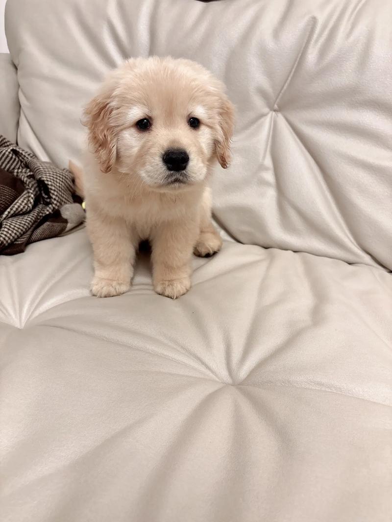 幼犬太活跃像疯了一样_狗狗疯跑乱叫怎么办？带它运动，规律生活，别喂太咸太油！