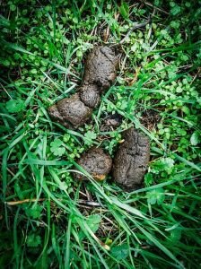 狗狗在草丛里拉屎要不要捡起来_遛狗必须清理狗屎，别让小区变狗屎坑！