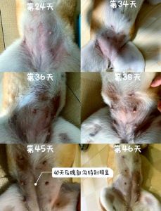 幼犬吃成了大肚子_幼犬吃撑肚子胀危险大，预防为主科学喂养保健康！