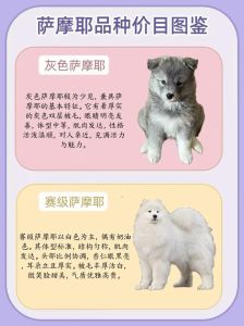 好的萨摩狗什么特点_萨摩耶超可爱友好，养它心情就好，需适当照顾