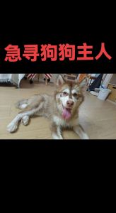 刚逝主人拒扔咬童阿拉斯加，监控拍下危险画面，众人呼吁寄养或送专业机构