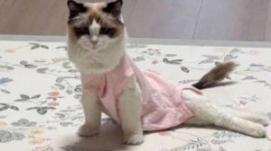 猫粮惹祸？伯纳天纯弗列加特猫粮被指导致瘫痪，猫主人心急如焚！