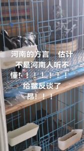 河南鹦鹉会学说河南话，成为河南形象代言鸟