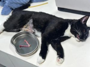 老妈偷偷养猫生七仔，我带它们去做绝育手术！