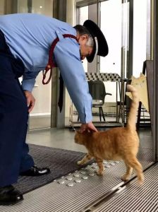 电脑趴猫软化了职场人，甜蜜负担成情感锚点