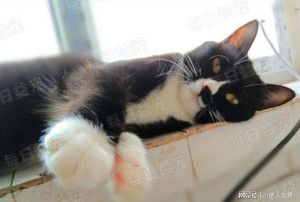 二毛绝育，同学贴通知猫来帮忙按