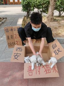 猫咪领养骗局_警惕！免费领养猫狗陷阱多，小心个人信息被骗，建议付费领养！