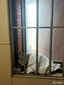 猫咪被人从楼上扔下_监控拍下抛猫摔死全过程，主人心碎愤怒，呼吁加强动物保护