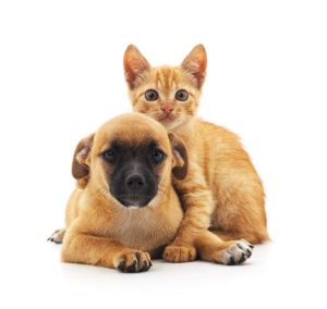 猫和狗在中国谁更欢迎_养猫多因独立，猫名霸气；狗名吉祥，象征忠诚，反映不同情感偏好