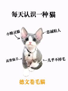 德文猫养猫注意事项_黏人又好带，德文猫超亲人！