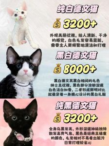 选对益生菌护好德文猫肠胃，乳铁蛋白款更佳