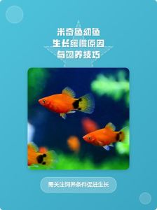 米奇鱼幼鱼适合新手吗_新手养鱼必备