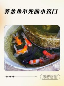 养金鱼也没那么简单_鱼缸大小水质氧气泵使用全攻略