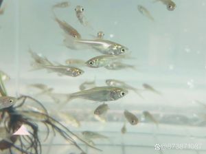 3cm金龙鱼苗啥样_金龙鱼苗好，3厘米身体通透，养好颜色亮！