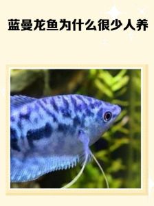 不想养曼龙鱼了_别混养，水质好，环境静，活不久