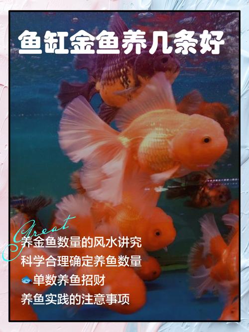 83年属猪的适合养几条鱼_83年属猪，鱼缸养几条鱼最旺？风水选缸有讲究