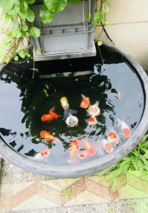 适合瓦岗的金鱼_老式瓦盆养金鱼，古朴雅致又安心