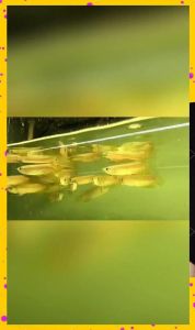 2～3cm金龙鱼鱼苗_金龙鱼苗价格与养护要点
