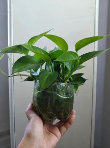 水培绿萝可以养鱼吗_鱼养绿萝，容器要大，鱼选耐寒，勤换水，绿萝少施肥