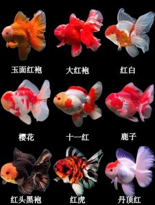 十大最易养的冷水鱼_冷水鱼耐寒好养活，新手轻松带！