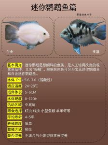鹦鹉鱼起头最快的方法_饲料刺激换环境，挑品种效果更佳！