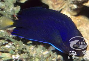 海水鱼仙类哪个最好养_新手养海水仙类鱼，吻鲈狗头鱼皮实易养，注意水质换水