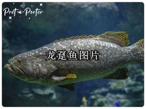 龙趸鱼发音_龙趸鱼拼音及潮汕名猪羔斑，石斑王，大鱼美食