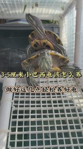 3cm的龟苗不加温可以吗_养小龟要加温喂食注意，小龟怕冷需细心