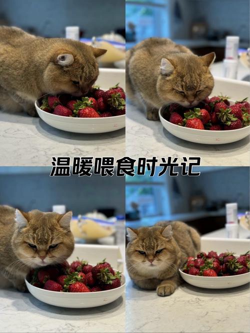 小蓝爆料吃瓜打桩薄肌瓜,这些宠物趣事你知道吗? 小蓝爆料吃瓜打桩薄肌瓜,这些宠物趣事你知道吗?