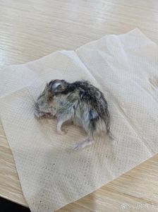 我不小心把仓鼠打死了_不小心踩死仓鼠很懊悔，以后要更细心爱惜小动物