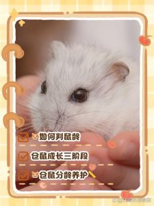 仓鼠两年相当于多少岁_仓鼠两年等于人类多少岁？简单估算与生命阶段解析