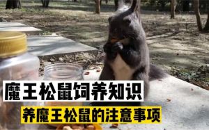 养魔王松鼠要注意什么_饮食平衡磨牙，观察粪便，环境干净，耐心互动，夏季防暴晒